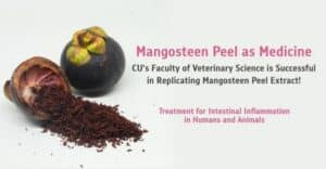 Mangosteen Peel as Medicine - CU's Faculty of Veterinary Science is Successful in Replicating Mangosteen Peel Extract, Treatment for Intestinal Inflammation in Humans and Animals